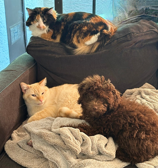 Welcome to Furrview: Our Journey with Pets