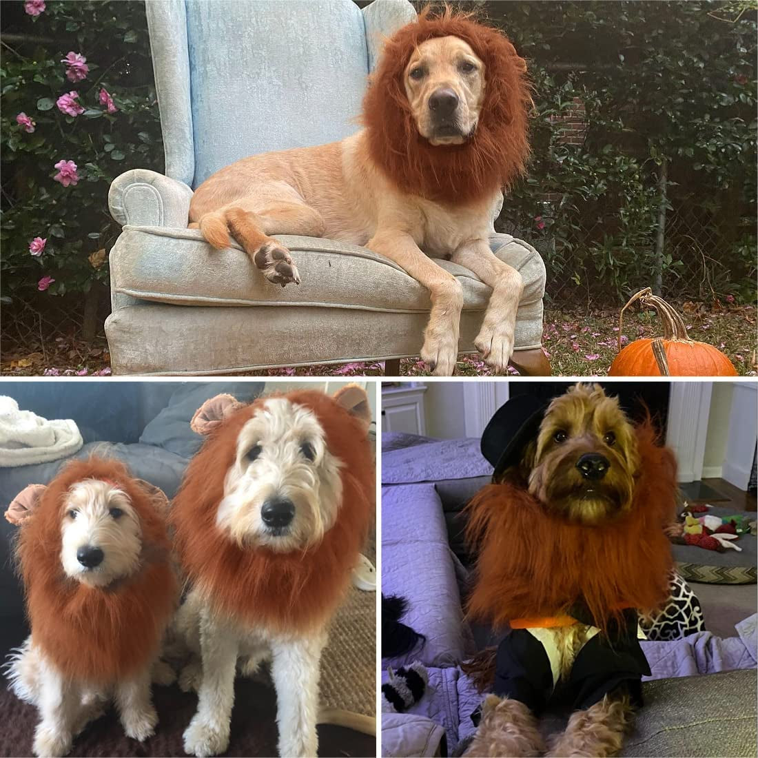 Realistic Dark Brown Lion Mane Costume for Medium to Large Dogs - Perfect for Halloween