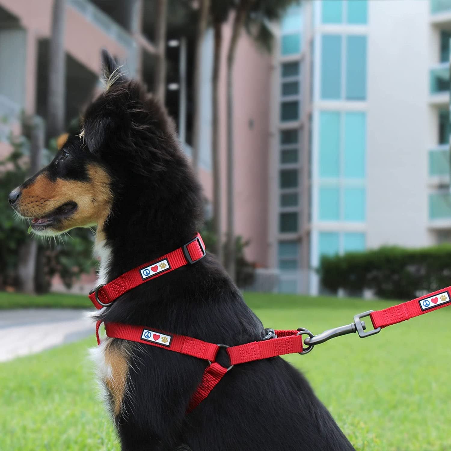 Heavy Duty Adjustable Dog Collar | Waterproof, Quick-Release Buckle | For Large Breeds 